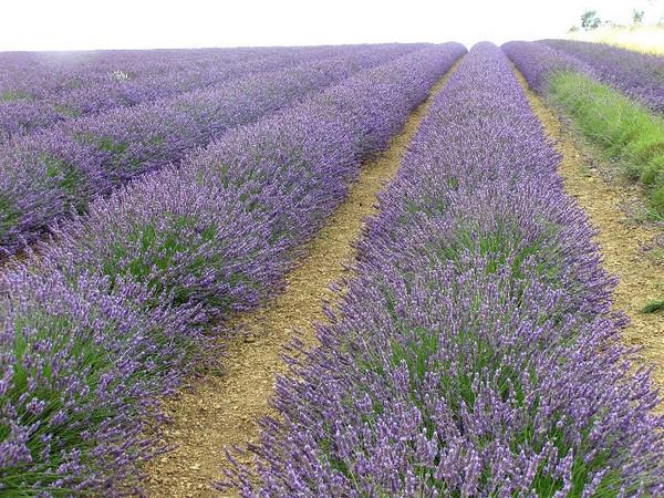 VAND BUTASI DE LAVANDA - Pret | Preturi VAND BUTASI DE LAVANDA