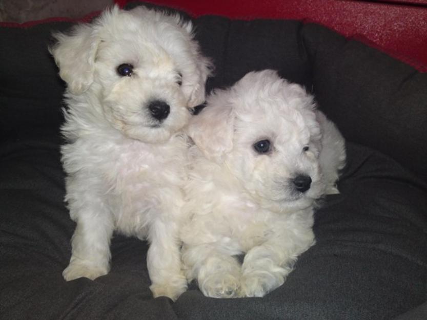 vand pui bichon frise - Pret | Preturi vand pui bichon frise