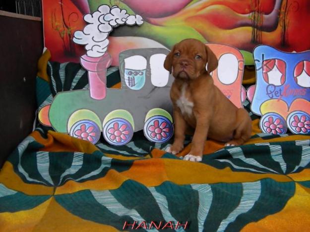 Dog de Bordeaux de vanzare - Pret | Preturi Dog de Bordeaux de vanzare