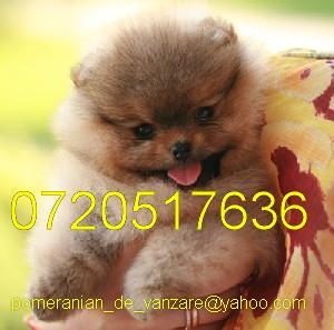Vand Pomeranian toy - Pret | Preturi Vand Pomeranian toy