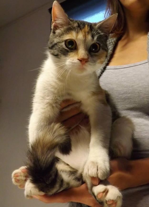 Misha - pisicuta pentru adoptie! - Pret | Preturi Misha - pisicuta pentru adoptie!