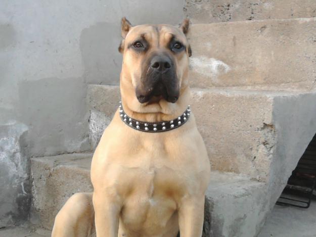 Presa Canario/Dogo Canario - Pret | Preturi Presa Canario/Dogo Canario