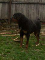 Super pereche rottwailer - Pret | Preturi Super pereche rottwailer