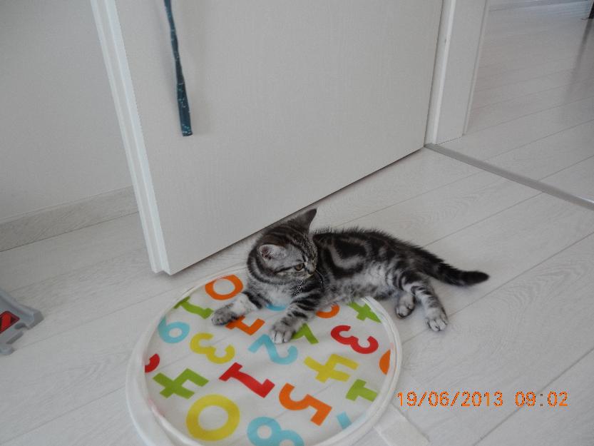 Vand motanel British Shorthair Silver Tabby - Pret | Preturi Vand motanel British Shorthair Silver Tabby