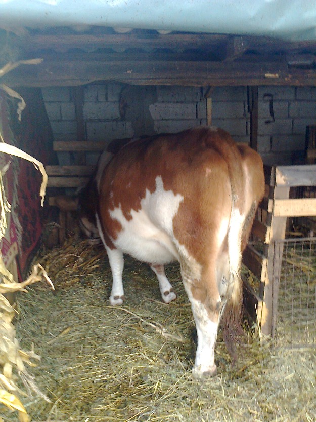 Vând urgent bălţată românească - Pret | Preturi Vând urgent bălţată românească