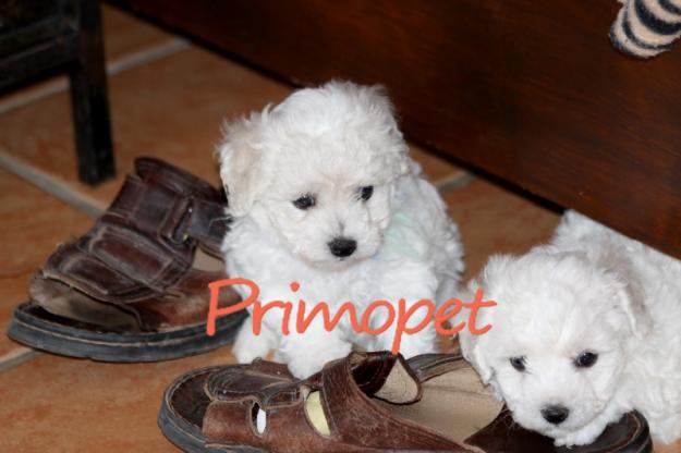 Vand puiuti rasa Bichon Frise - Pret | Preturi Vand puiuti rasa Bichon Frise