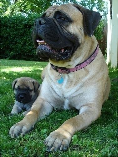 VIND CATEII BULLMASTIFF - Pret | Preturi VIND CATEII BULLMASTIFF