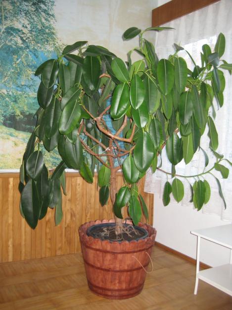 FICUS SUPERB - Pret | Preturi FICUS SUPERB