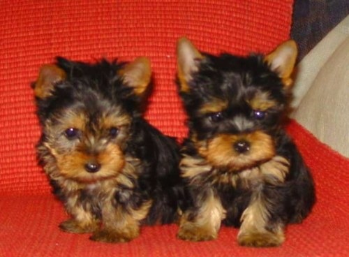 Yorkshire Terrier MINi - Pret | Preturi Yorkshire Terrier MINi