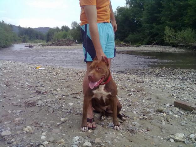 Prenotare pui pitbull red nose - Pret | Preturi Prenotare pui pitbull red nose