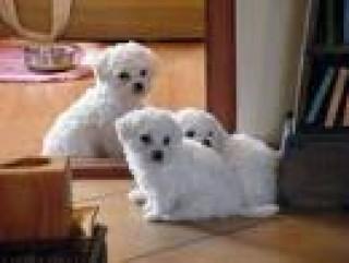 bichon albi 600.ron. - Pret | Preturi bichon albi 600.ron.