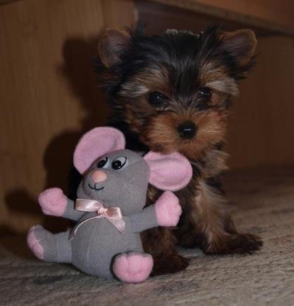 vand pui yorkshire terrier toy - Pret | Preturi vand pui yorkshire terrier toy