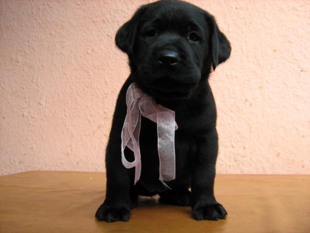 LABRADOR RETRIEVER - Pret | Preturi LABRADOR RETRIEVER