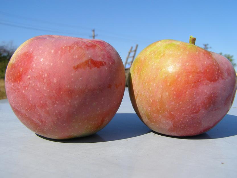 Pomi fructiferi- altoiti - Pret | Preturi Pomi fructiferi- altoiti