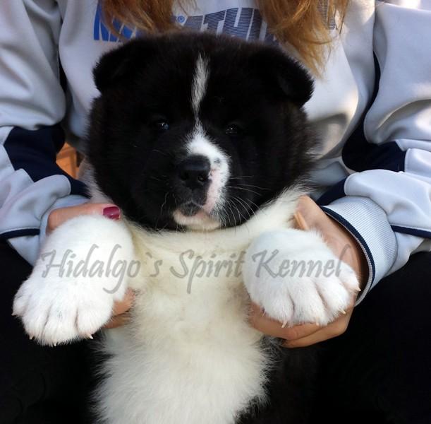 Pui Akita American Hidalgo`s Spirit - Pret | Preturi Pui Akita American Hidalgo`s Spirit
