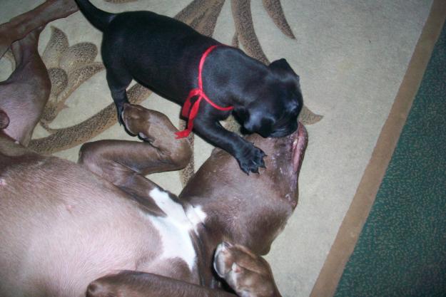 PUI PIT-BULL DIN PARINTI DE EXCEPTIE - Pret | Preturi PUI PIT-BULL DIN PARINTI DE EXCEPTIE
