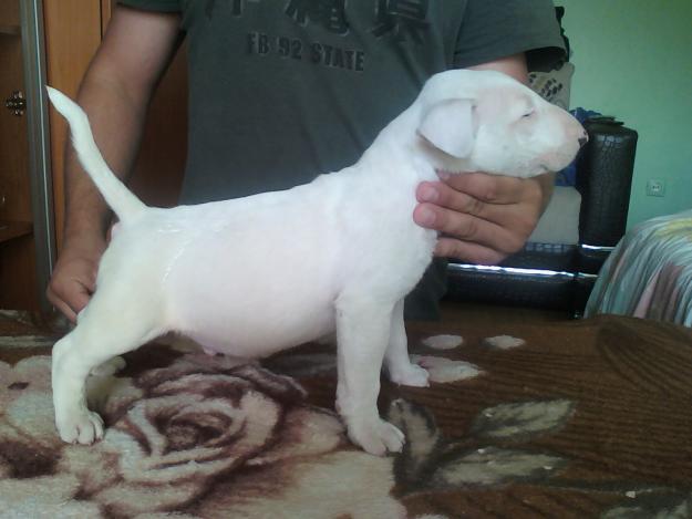 vand puii bull terrier cu pedigree din linii de exceptie - Pret | Preturi vand puii bull terrier cu pedigree din linii de exceptie