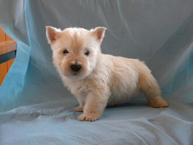 VVSTIE,BASSET-HOUND,SHAR-PEI,MOPS,SHIH-TZU,CANICHE - Pret | Preturi VVSTIE,BASSET-HOUND,SHAR-PEI,MOPS,SHIH-TZU,CANICHE