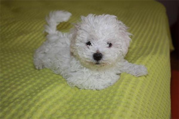 pret de crescator*(se pot vedea ambii parinti). vand puiuti bichon(maltez toy, frise, bol - Pret | Preturi pret de crescator*(se pot vedea ambii parinti). vand puiuti bichon(maltez toy, frise, bol