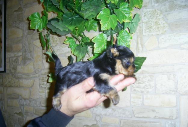 Vand puisori Yorkshire Terrier ExtraToy - Pret | Preturi Vand puisori Yorkshire Terrier ExtraToy