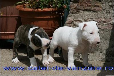 vindem catelusi Bull Terrier - Pret | Preturi vindem catelusi Bull Terrier