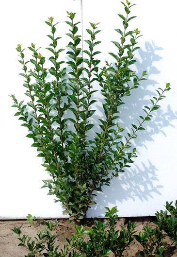 Ligustrum ovalifolium ( lemn cainesc) ieftin - Pret | Preturi Ligustrum ovalifolium ( lemn cainesc) ieftin