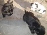 pui caniche cu bichon 350.ron. - Pret | Preturi pui caniche cu bichon 350.ron.