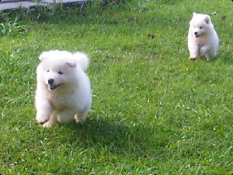 Samoyed - cainele zambaret - Pret | Preturi Samoyed - cainele zambaret