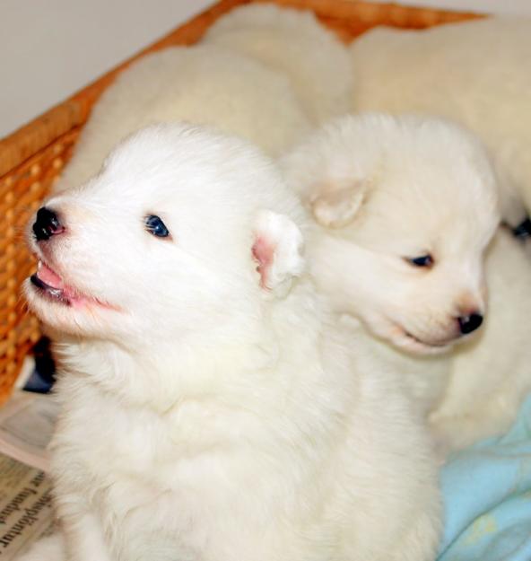 Samoyed de vanzare,transpport gratuit de Craciun - Pret | Preturi Samoyed de vanzare,transpport gratuit de Craciun