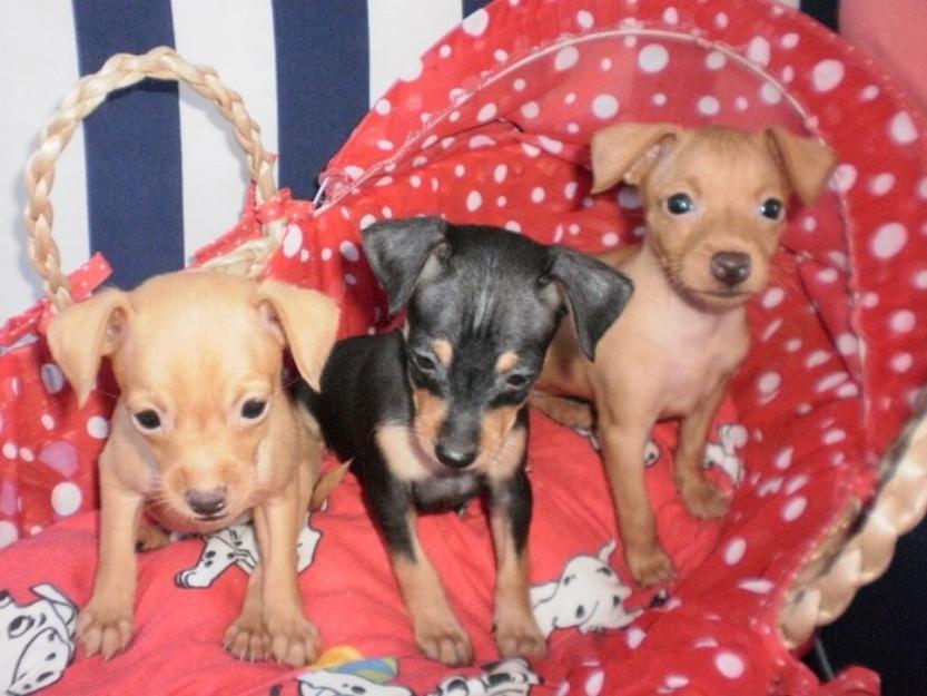 vand pinscher pitic toy - Pret | Preturi vand pinscher pitic toy
