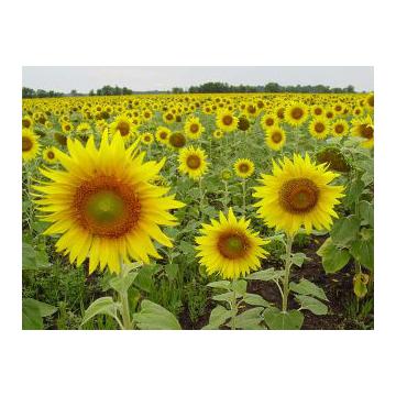 Ulei de floarea soarelui - Pret | Preturi Ulei de floarea soarelui