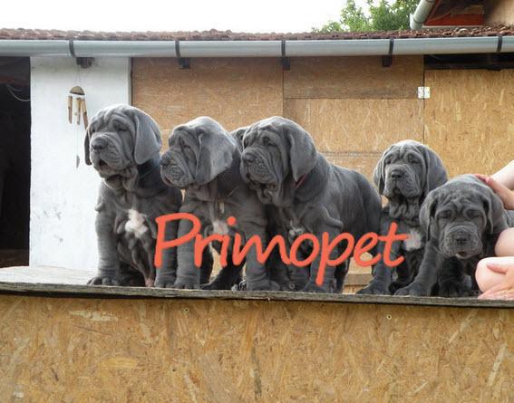 Vand catei de rasa Mastino Napoletano - Pret | Preturi Vand catei de rasa Mastino Napoletano