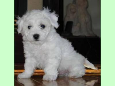 vand pui bichon alb toy 160 e neg. - Pret | Preturi vand pui bichon alb toy 160 e neg.