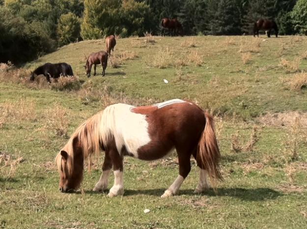 cai de rasa si ponei de vanzare - Pret | Preturi cai de rasa si ponei de vanzare