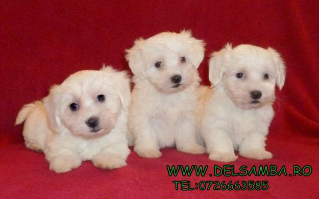 de vanzare BICHON MALTESE si BICHON BOLOGNESE, PUI DE BICHON - Pret | Preturi de vanzare BICHON MALTESE si BICHON BOLOGNESE, PUI DE BICHON