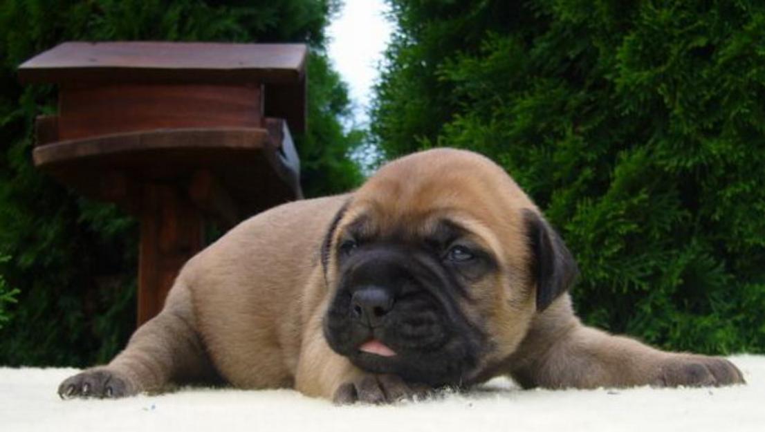 Vand catei rasa Bullmastiff - Pret | Preturi Vand catei rasa Bullmastiff