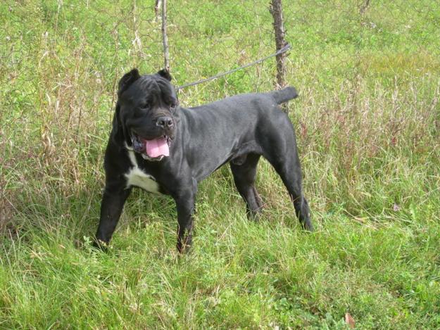 vand pui cane corso cu pedigree - Pret | Preturi vand pui cane corso cu pedigree