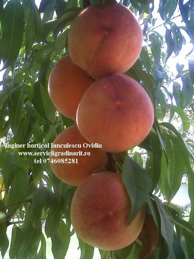 Pomi fructiferi – plantari, taieri si tratamente - Pret | Preturi Pomi fructiferi – plantari, taieri si tratamente