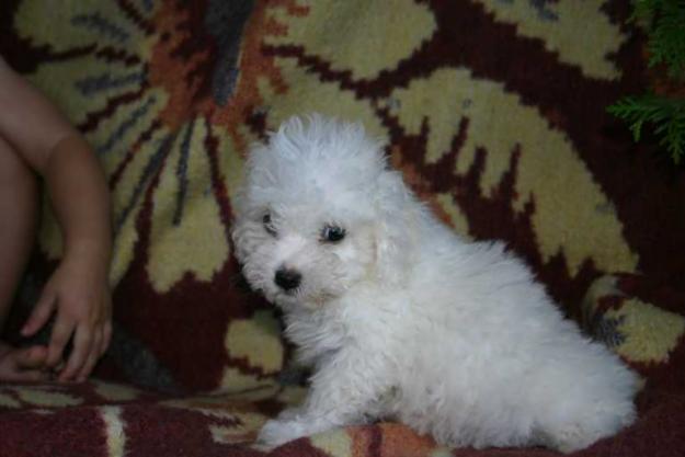 vand bichon frise - Pret | Preturi vand bichon frise