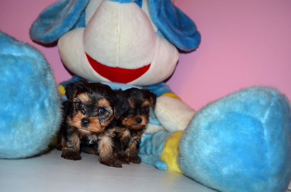 Puiuti Yorkshire Terrier Toy - Pret | Preturi Puiuti Yorkshire Terrier Toy