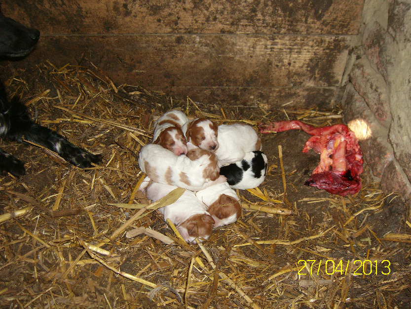 catei rasa epagnel breton - Pret | Preturi catei rasa epagnel breton