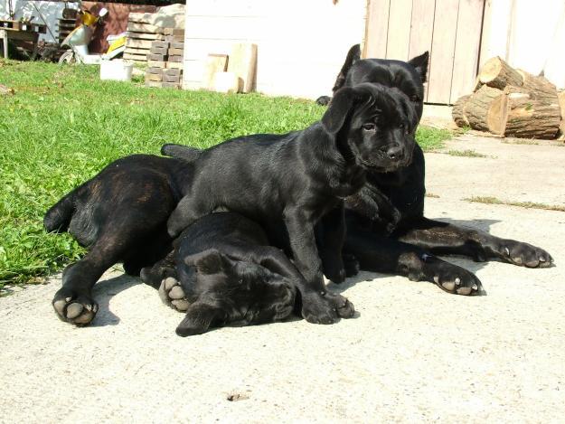 Vand Cane Corso,rasa curata - Pret | Preturi Vand Cane Corso,rasa curata