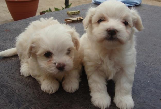 Vand catelusi Bichon Maltez - Pret | Preturi Vand catelusi Bichon Maltez