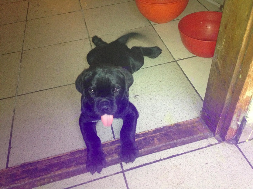 vand pui cane corso - Pret | Preturi vand pui cane corso