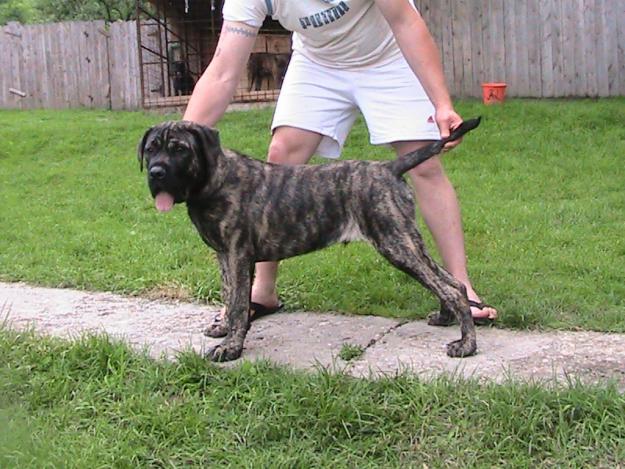 presa canario de vanzare - Pret | Preturi presa canario de vanzare