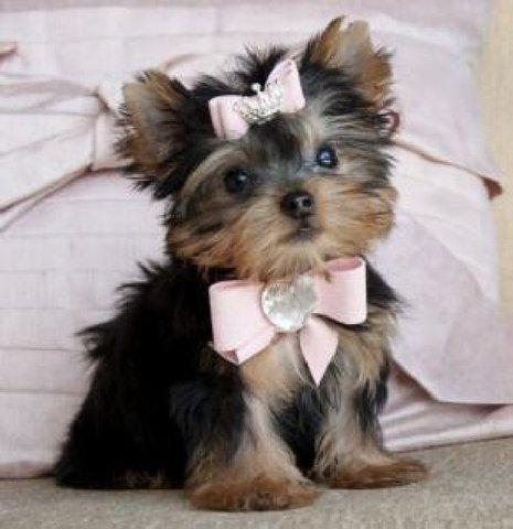 Pui Yorkshire Terrier - Pret | Preturi Pui Yorkshire Terrier