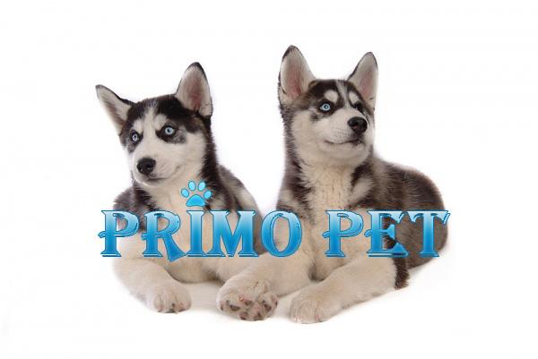  - Pret | Preturi 