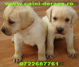 Labrador Retriever - Pret | Preturi Labrador Retriever