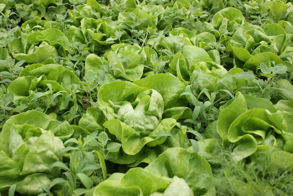 Vand salata verde Shangore (Syngenta) 2013/2014 - 30.000 - Pret | Preturi Vand salata verde Shangore (Syngenta) 2013/2014 - 30.000