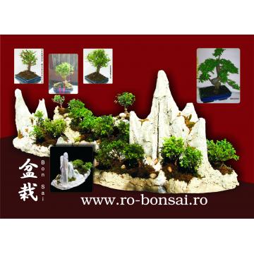 Bonsai - Pret | Preturi Bonsai